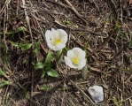 crocus