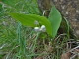 muguet