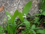 muguet