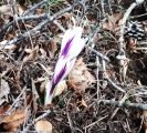 crocus