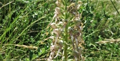 orchis bouc