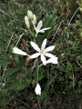 phalangère à fleurs de lys