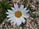 marguerite