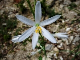 phalangère à fleurs de lys