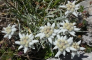 2_edelweiss