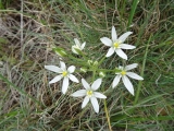 Phalangère à fleurs de lys