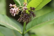 Herbe-aux-perruches-Asclepias-syriaca