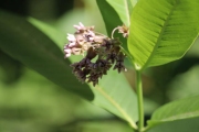 Herbe-aux-perruches-Asclepias-syriaca