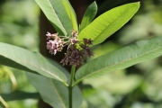 Herbe-aux-perruches-Asclepias-syriaca