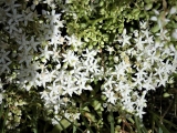 ailanthe