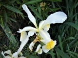 iris blanc