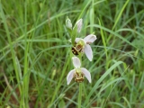 Ophrys apifera