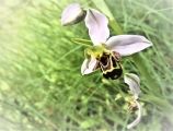 Ophrys apifera