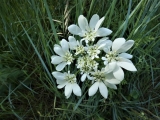 Orlaya à grandes fleurs