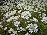 Orlaya à grandes fleurs