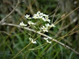 saxifrage