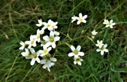 saxifrage