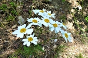 leucanthème de Haller