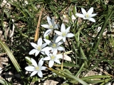 Phalangère à fleurs de lys