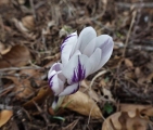 crocus