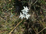 Edelweiss