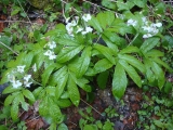 Cardamine