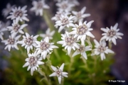 edelweiss