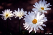 marguerite