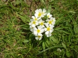 anémone à fleur de narcisse