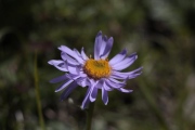 aster