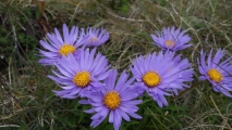 aster