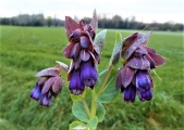 Cerinthe Crazy