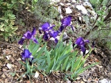 Iris nain des montagnes