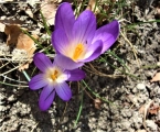 Crocus