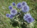 Echinops ritro