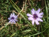 Catananche bleue