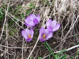 crocus