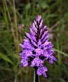 orchys pyramidal