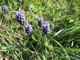 muscari