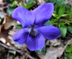 violette