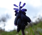 muscari