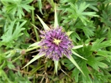 tragopogon