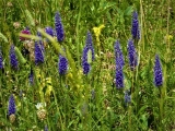 muscari