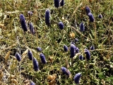 muscari