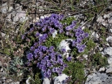 Polygala