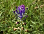 muscari