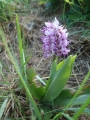 orchis singe