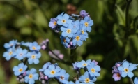 myosotis