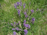 Salvia pratensis