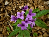 cardamine digitée